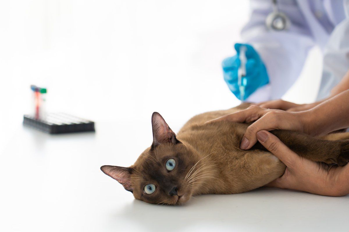 Bölüm 7: Aşı Takvimi ve İç-Dış Parazit Mücadelesi – Neden Aksatmamalıyız?