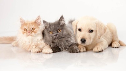 Mikroçip Nedir? Evcil Hayvanlara Çip Zorunluluğu