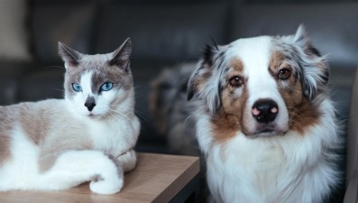 Evcil Hayvan Sigortası ile İlgili Bilmeniz Gerekenler