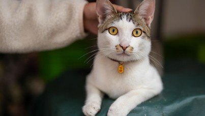 Kedilerde Mantar Enfeksiyonu Neden Olur?