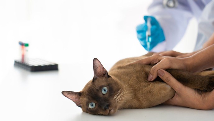 Kedilerin Aşıları Ne Zaman Yapılır?