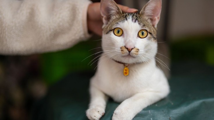 Kedilerde Mantar Enfeksiyonu Neden Olur?